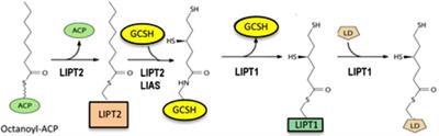 Progress in the Enzymology of the Mitochondrial Diseases of Lipoic Acid Requiring Enzymes